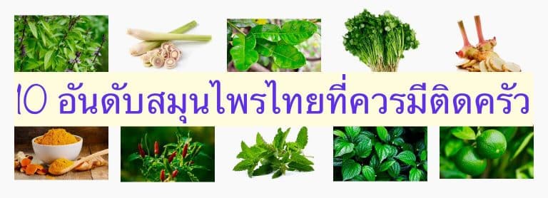 10 อันดับสมุนไพรไทยที่ควรมีติดครัว