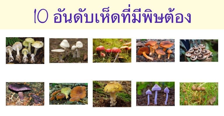 10 อันดับเห็ดที่มีพิษต้องระวัง
