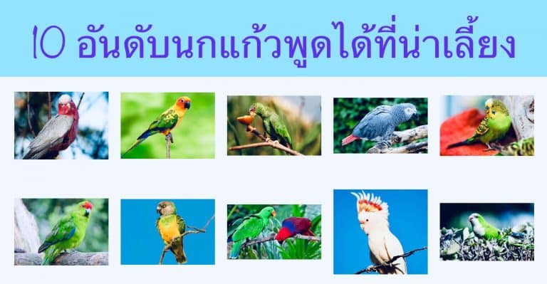 10 อันดับนกแก้วพูดได้ที่น่าเลี้ยง