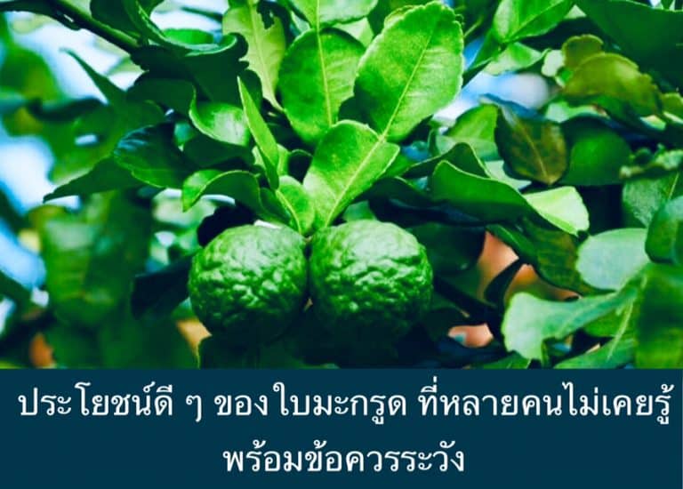 ประโยชน์ดี ๆ ของใบมะกรูด ที่หลายคนไม่เคยรู้ พร้อมข้อควรระวัง