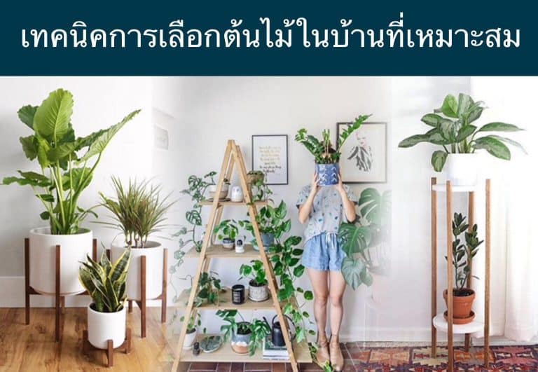 เทคนิคการเลือกต้นไม้ในบ้านที่เหมาะสม