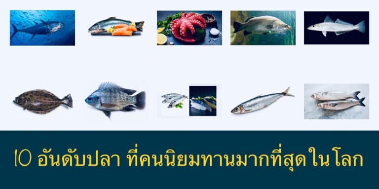 10 อันดับปลา ที่คนนิยมทานมากที่สุดในโลก