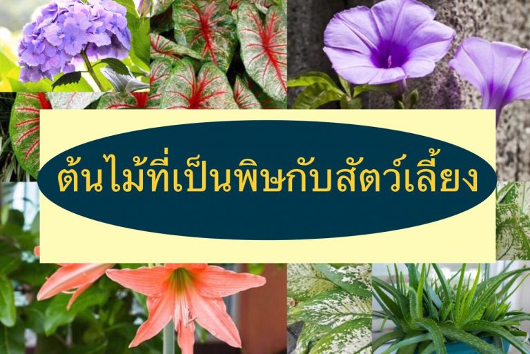 ต้นไม้ที่เป็นพิษกับสัตว์เลี้ยง