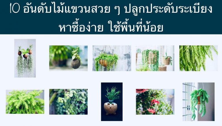 10 อันดับไม้แขวนสวย ๆ ปลูกประดับระเบียง หาซื้อง่าย ใช้พื้นที่น้อย