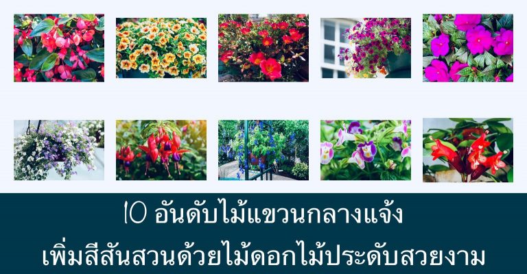10 อันดับไม้แขวนกลางแจ้ง เพิ่มสีสันสวนด้วยไม้ดอกไม้ประดับสวยงาม