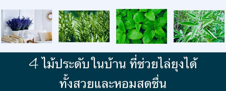 4 ไม้ประดับในบ้านที่ช่วยไล่ยุงได้ ทั้งสวยและหอมสดชื่น