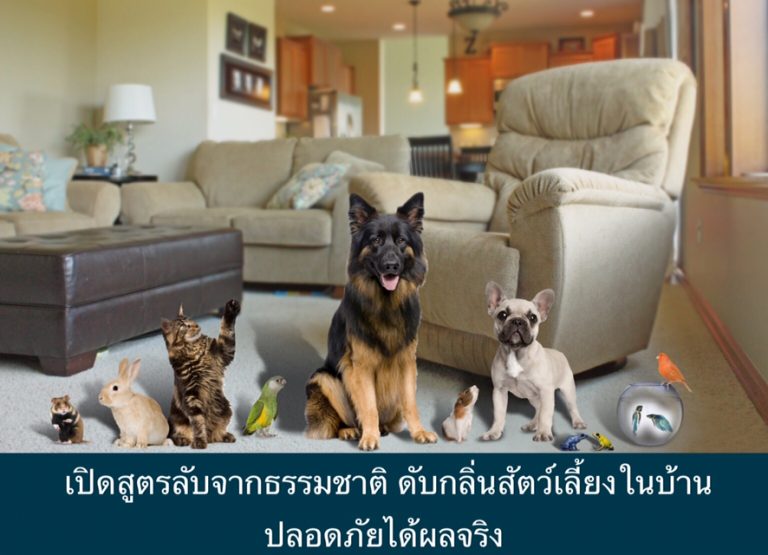 เปิดสูตรลับจากธรรมชาติ ดับกลิ่นสัตว์เลี้ยงในบ้าน ปลอดภัยได้ผลจริง