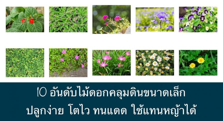 10 อันดับไม้ดอกคลุมดินขนาดเล็ก ปลูกง่าย โตไว ทนแดด ใช้แทนหญ้าได้