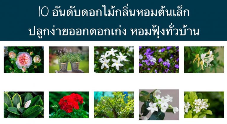 10 อันดับดอกไม้กลิ่นหอมต้นเล็ก ปลูกง่ายออกดอกเก่ง หอมฟุ้งทั่วบ้าน