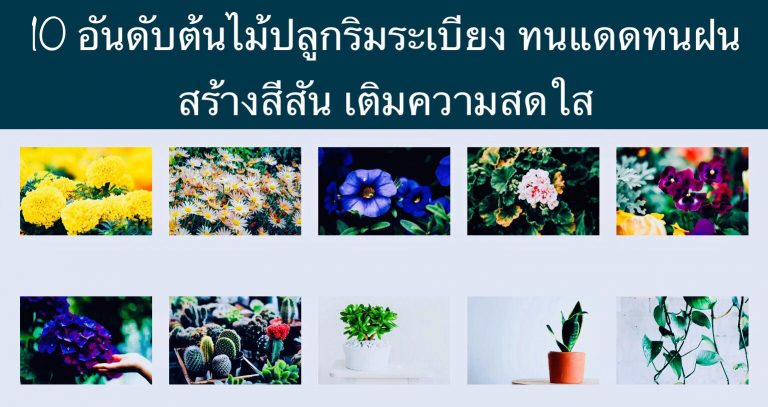 10 อันดับต้นไม้ปลูกริมระเบียง ทนแดดทนฝน สร้างสีสัน เติมความสดใส