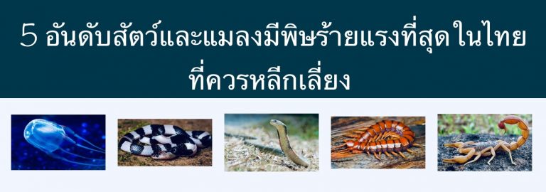 5 อันดับสัตว์มีพิษร้ายแรงที่สุดในไทย ที่ควรหลีกเลี่ยง