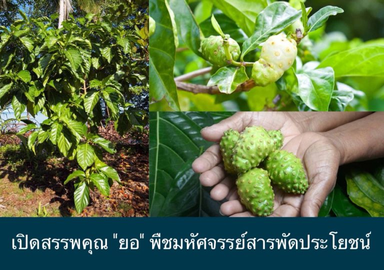 เปิดสรรพคุณ “ยอ” พืชมหัศจรรย์สารพัดประโยชน์