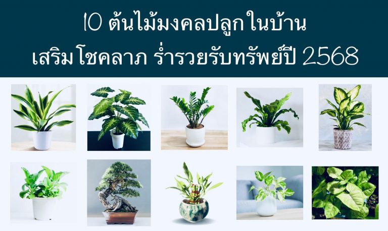 10 ต้นไม้มงคลปลูกในบ้าน เสริมโชคลาภ ร่ำรวยรับทรัพย์ปี 2568