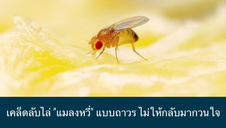 เคล็ดลับไล่ “แมลงหวี่” แบบถาวร ไม่ให้กลับมากวนใจ