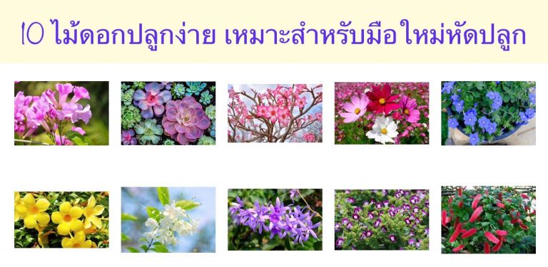 10 ไม้ดอกปลูกง่าย เหมาะสำหรับมือใหม่หัดปลูก