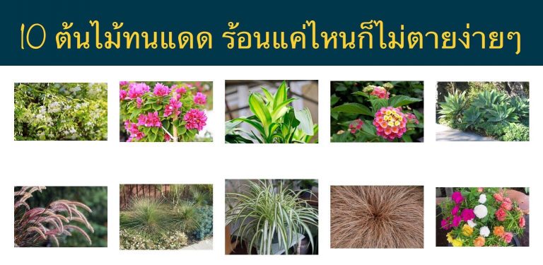 10 ต้นไม้ทนแดด ร้อนแค่ไหนก็ไม่ตายง่ายๆ