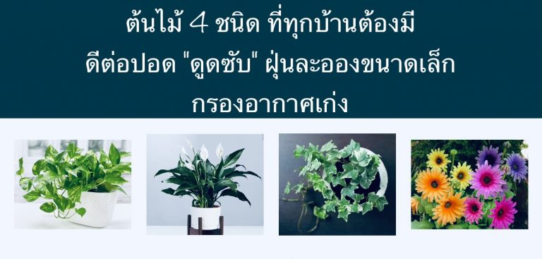 ต้นไม้ 4 ชนิด ที่ทุกบ้านต้องมี ดีต่อปอด “ดูดซับ” ฝุ่นละอองขนาดเล็ก กรองอากาศเก่ง