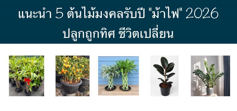 แนะนำ 5 ต้นไม้มงคลรับปี “ม้าไฟ” 2026 ปลูกถูกทิศ ชีวิตเปลี่ยน