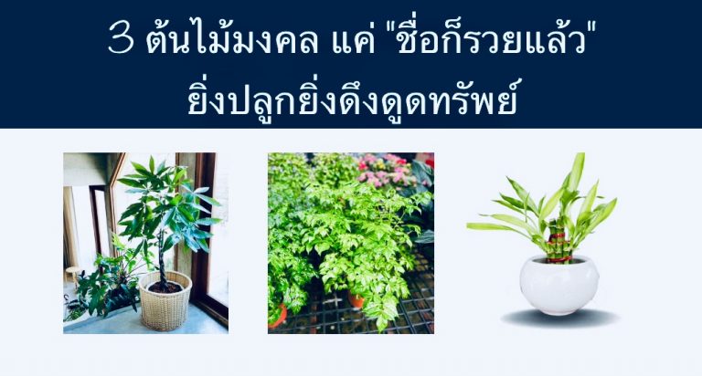 ต้นไม้มงคล แค่ “ชื่อก็รวยแล้ว” ยิ่งปลูกยิ่งดึงดูดทรัพย์
