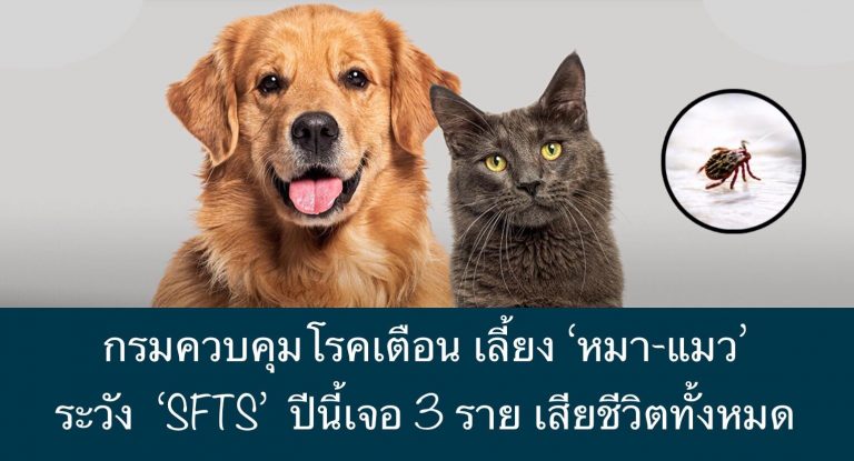 กรมควบคุมโรคเตือน เลี้ยง ‘หมา-แมว’ ระวัง ‘SFTS’ ปีนี้เจอ 3 ราย เสียชีวิตทั้งหมด