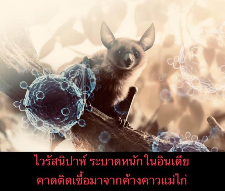 ไวรัสนิปาห์ ระบาดหนักในอินเดีย คาดติดเชื้อมาจากค้างคาวแม่ไก่