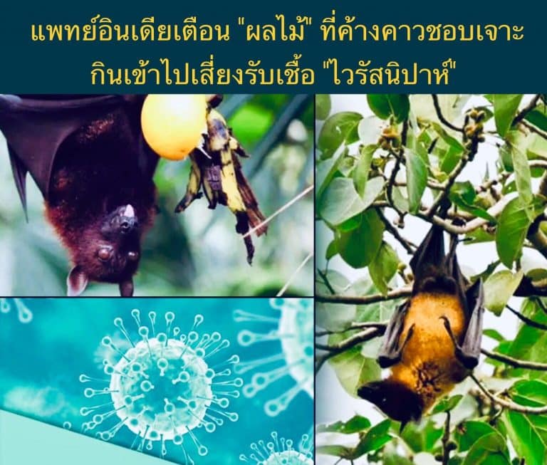 แพทย์อินเดียเตือน “ผลไม้” ที่ค้างคาวชอบเจาะ กินเข้าไปเสี่ยงรับเชื้อ “ไวรัสนิปาห์”