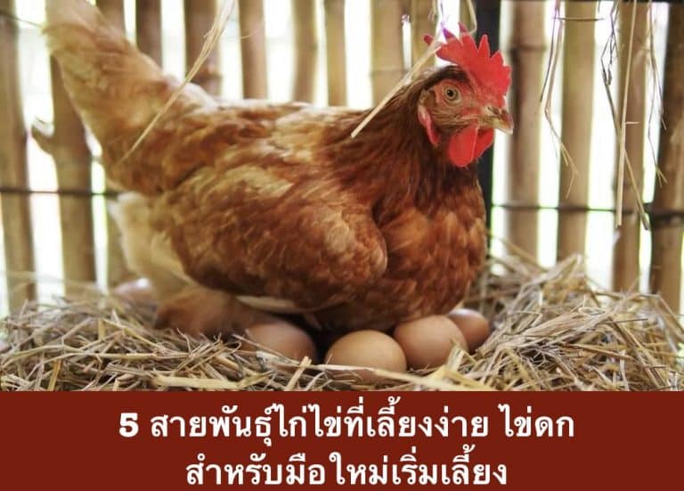5 สายพันธุ์ไก่ไข่ที่เลี้ยงง่าย ไข่ดก สำหรับมือใหม่เริ่มเลี้ยง