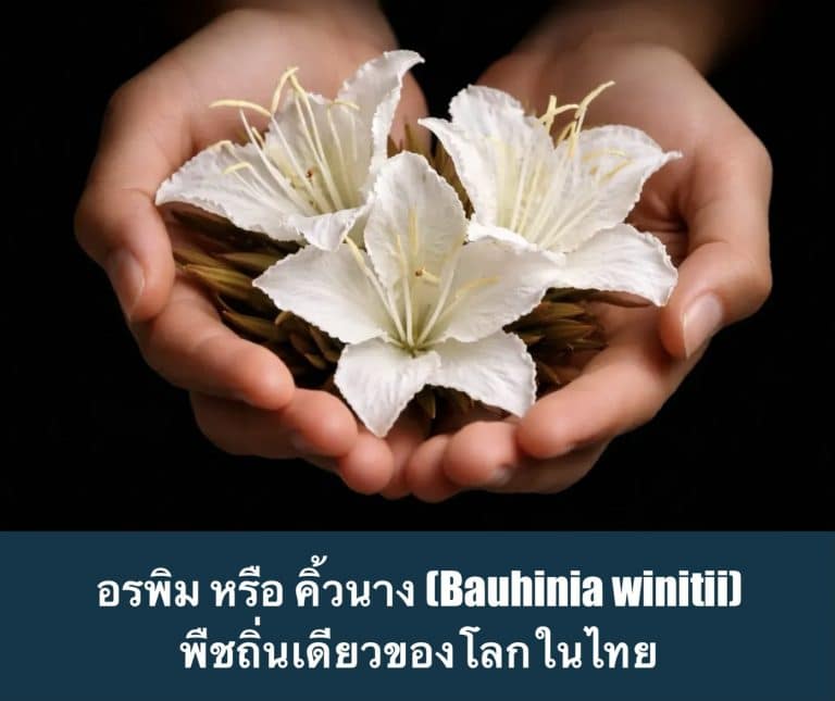 อรพิม หรือ คิ้วนาง (Bauhinia winitii) พืชถิ่นเดียวของโลกในไทย