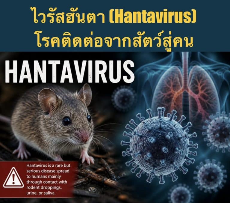 ไวรัสฮันตา (Hantavirus) โรคติดต่อจากสัตว์สู่คน
