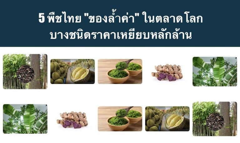5 พืชไทย “ของล้ำค่า” ในตลาดโลก บางชนิดราคาเหยียบหลักล้าน