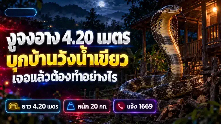 งูจงอาง 4.20 เมตรบุกบ้านวังน้ำเขียว เจอแล้วต้องทำอย่างไร