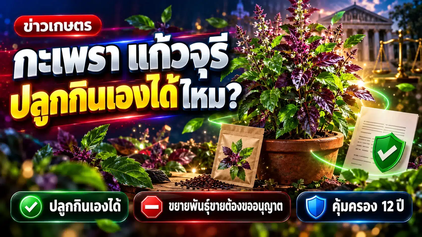 กะเพรา แก้วจุรี 01-04 ซีพีแรมขอคุ้มครอง ปลูกกินเองได้ไหม?